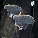 Plancia ëd Phellinus noxius (Corner) G. Cunn. 1965