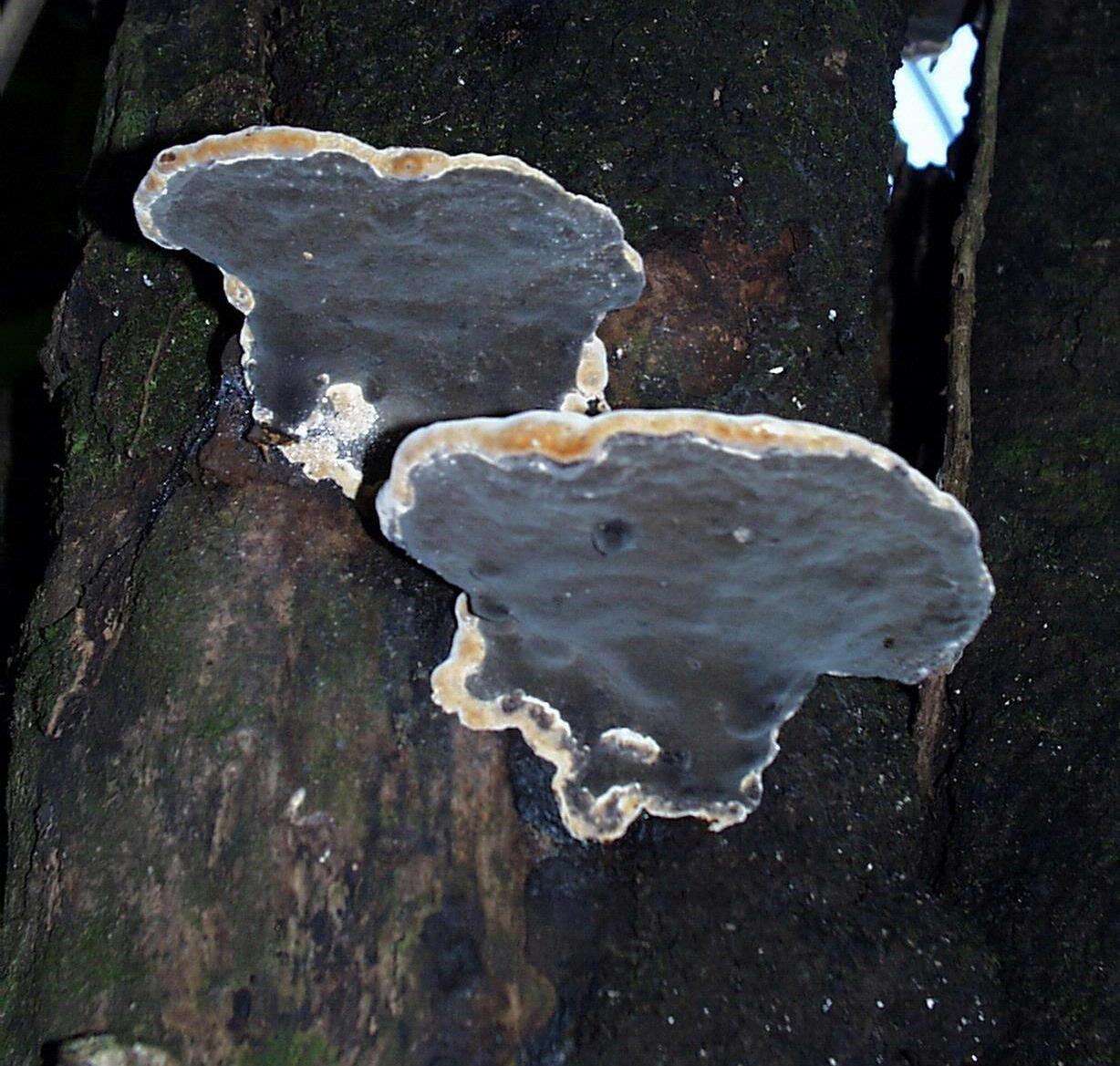 Image of Phellinus noxius (Corner) G. Cunn. 1965