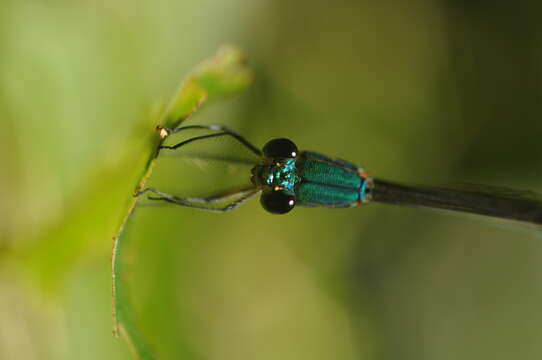 Imagem de Vestalis gracilis (Rambur 1842)