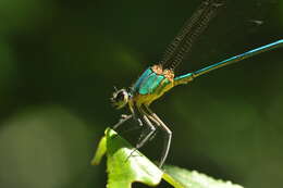 Image of Vestalis gracilis (Rambur 1842)