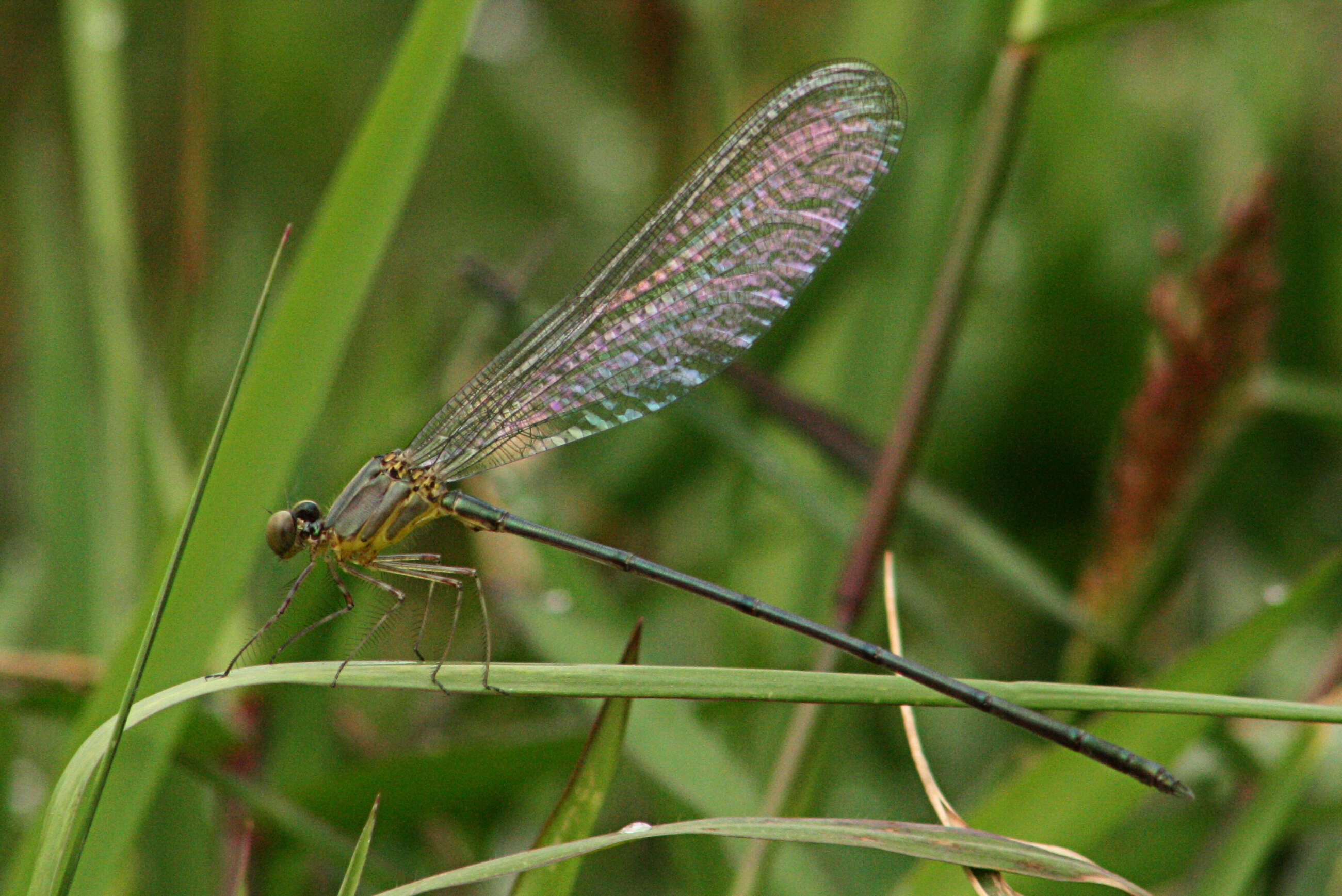 Image of Vestalis gracilis (Rambur 1842)