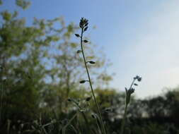 Image of Early Forget-me-not