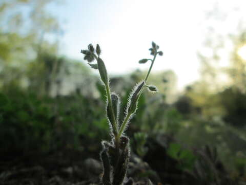 Image of Early Forget-me-not