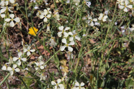 Image of wild radish