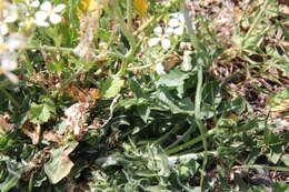 Image of wild radish