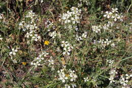 Image of wild radish