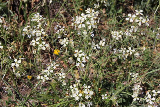 Image of wild radish