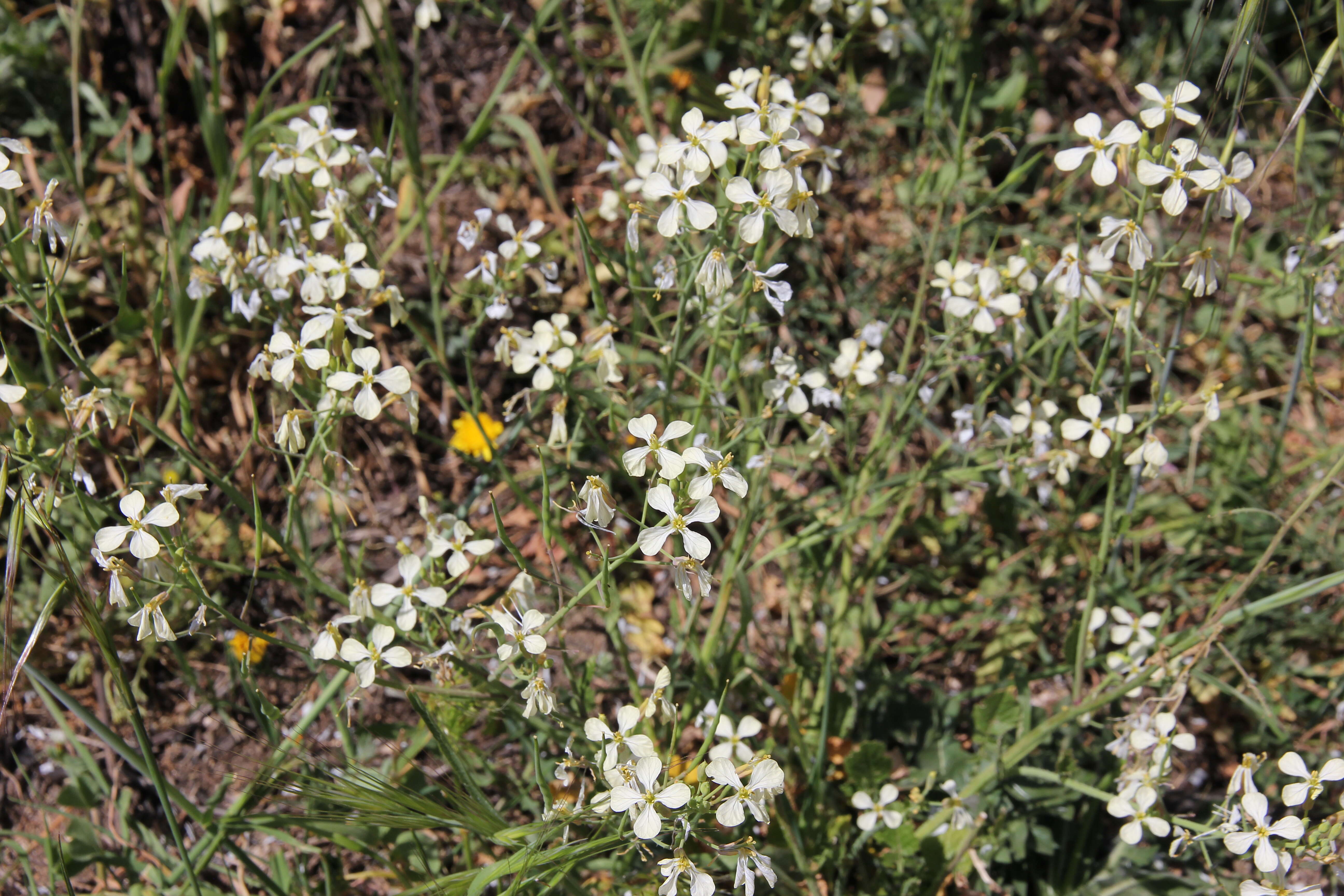 Image of wild radish