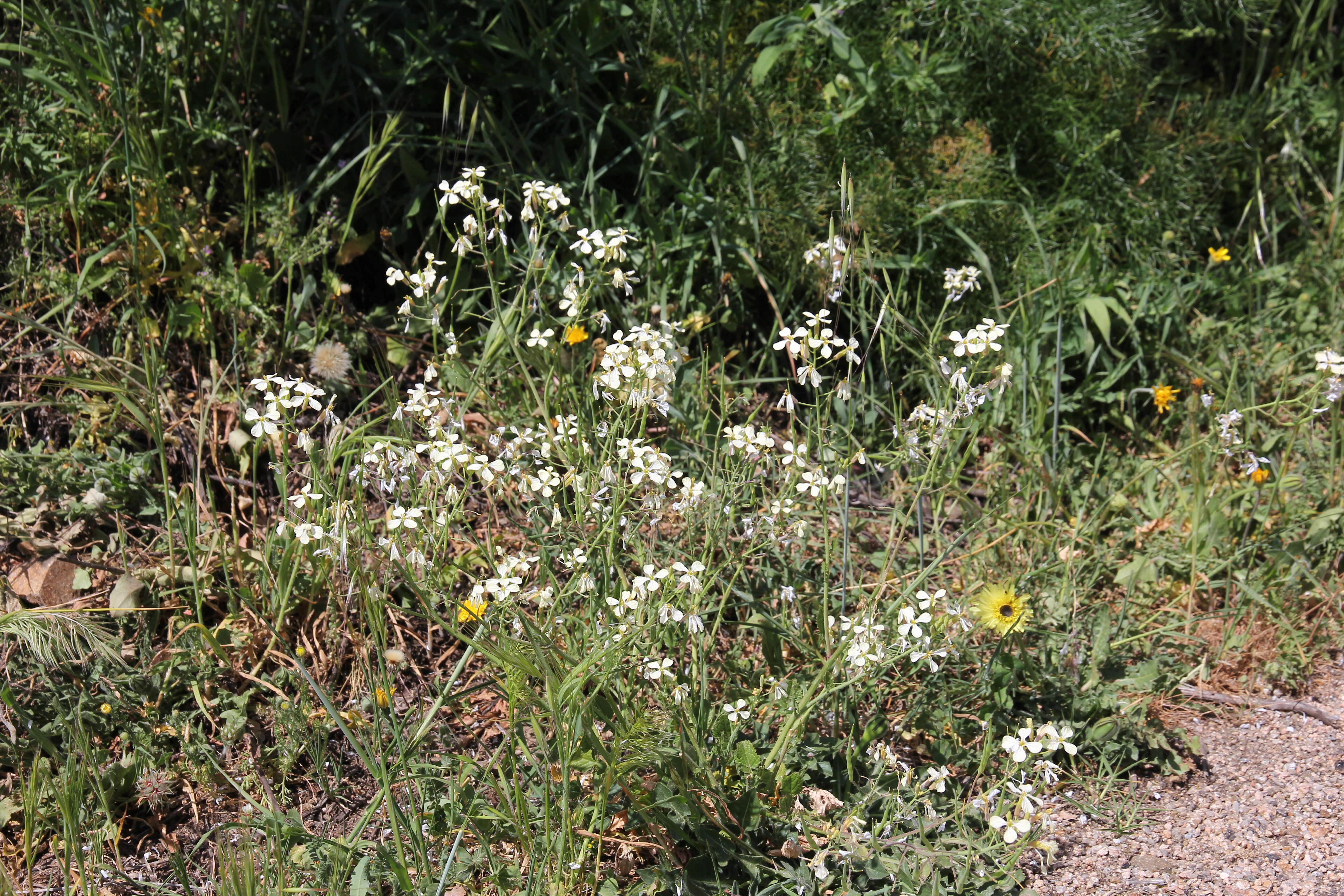 Image of wild radish