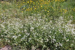 Image of wild radish