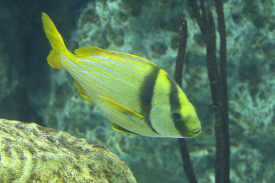 Image of Porkfish