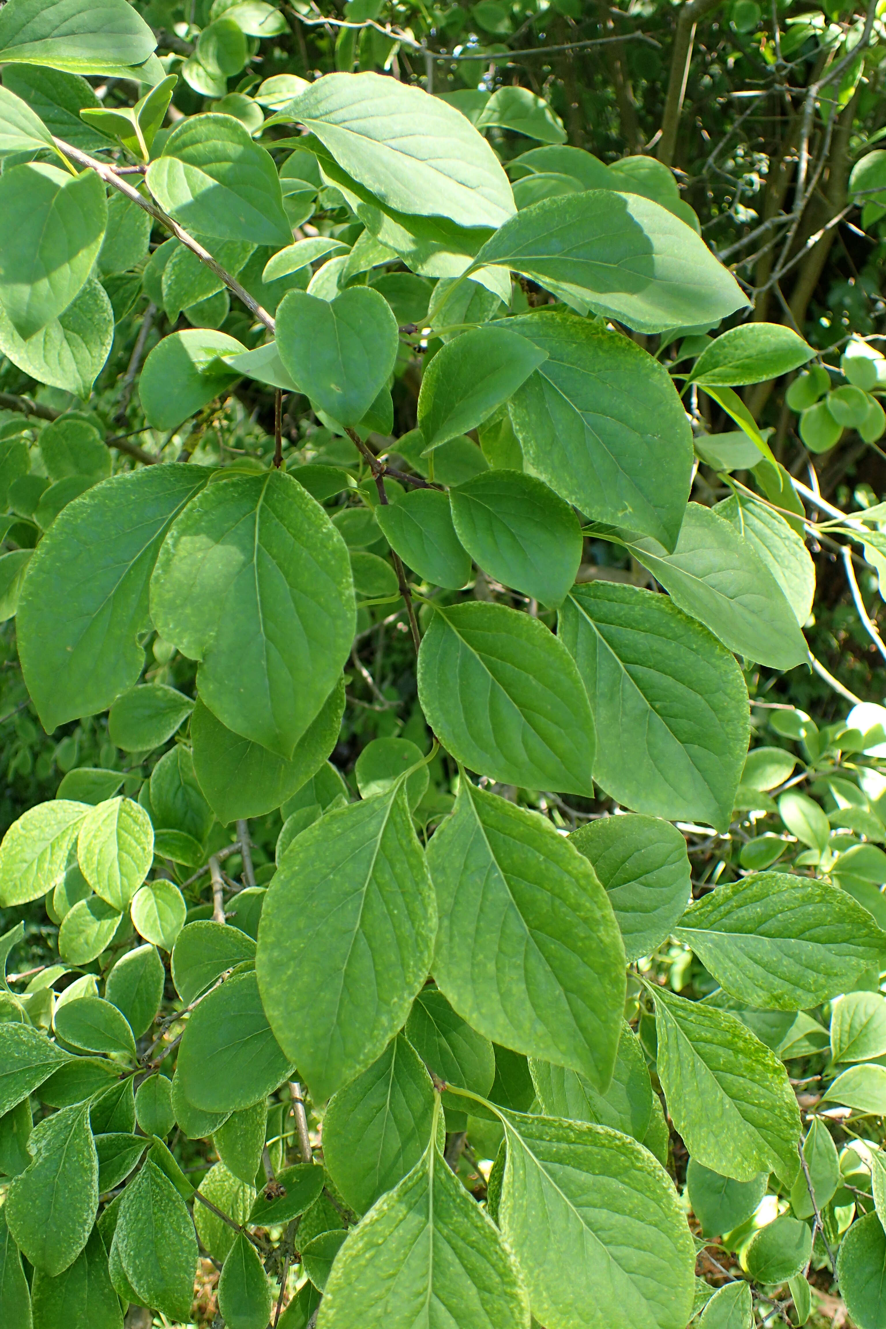 Image of Japanese Tree Lilac