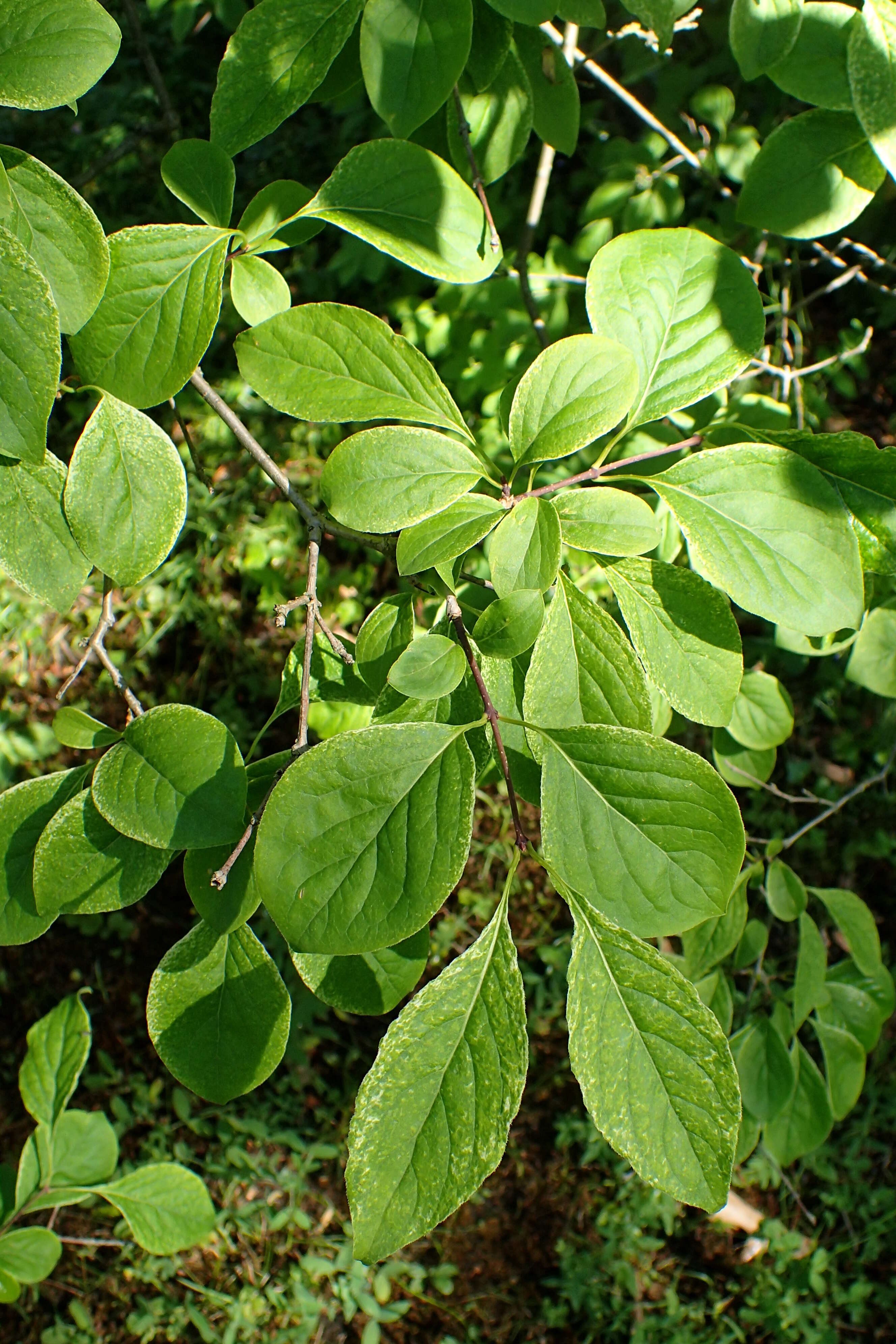 Image of Japanese Tree Lilac