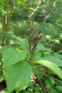 Image de Syringa villosa Vahl