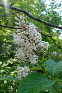 Image de Syringa villosa Vahl