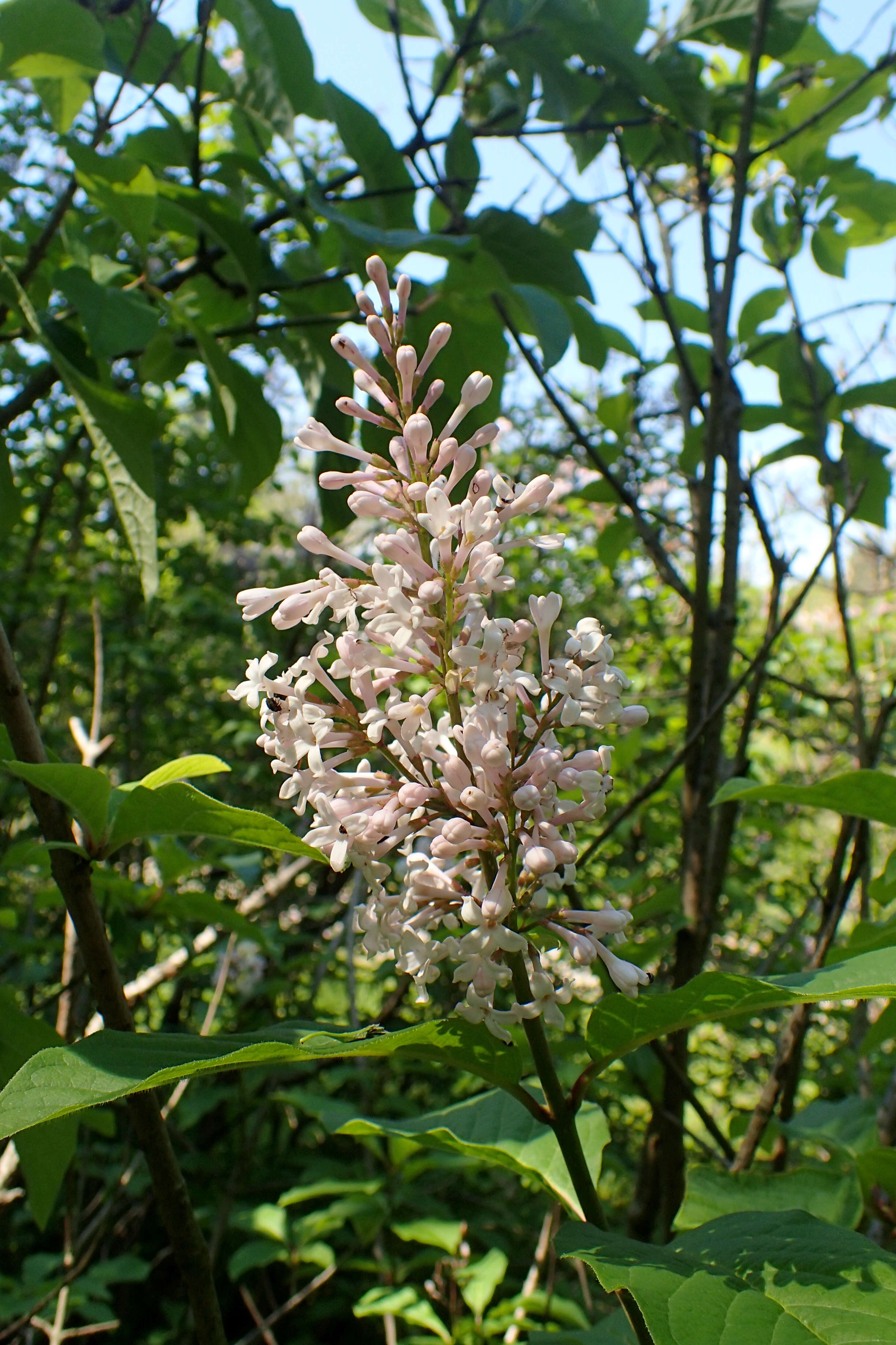 Image de Syringa villosa Vahl