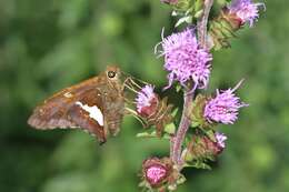 Image of Silver-spotted Skipper