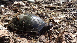 Image of European Pond Turtle