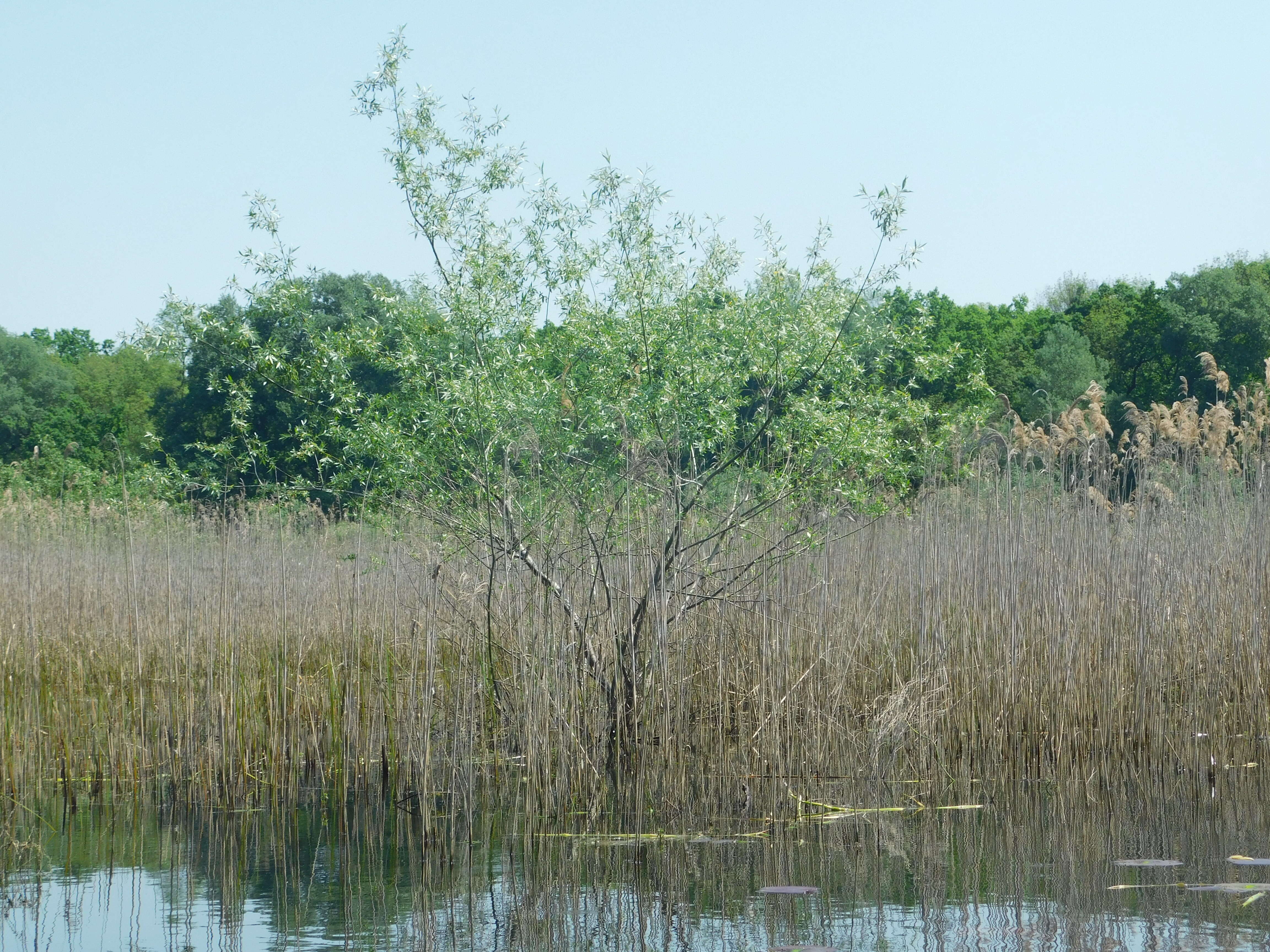 Imagem de Salix cinerea L.