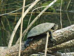 Image of European Pond Turtle