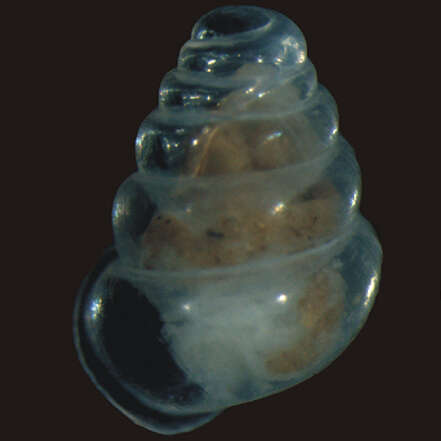 Image of Zospeum tholussum Weigand 2013