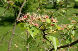 Image of bigfruit hawthorn