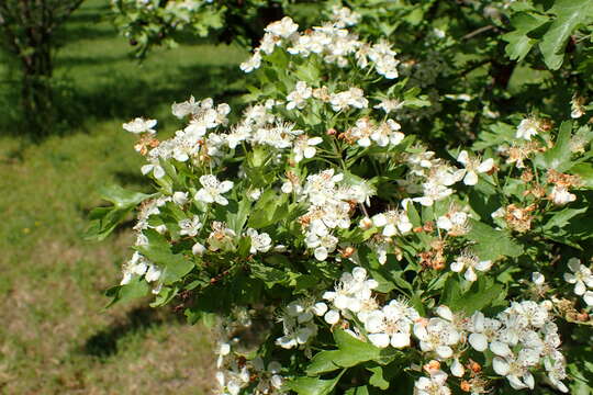 Image of Midland Hawthorn