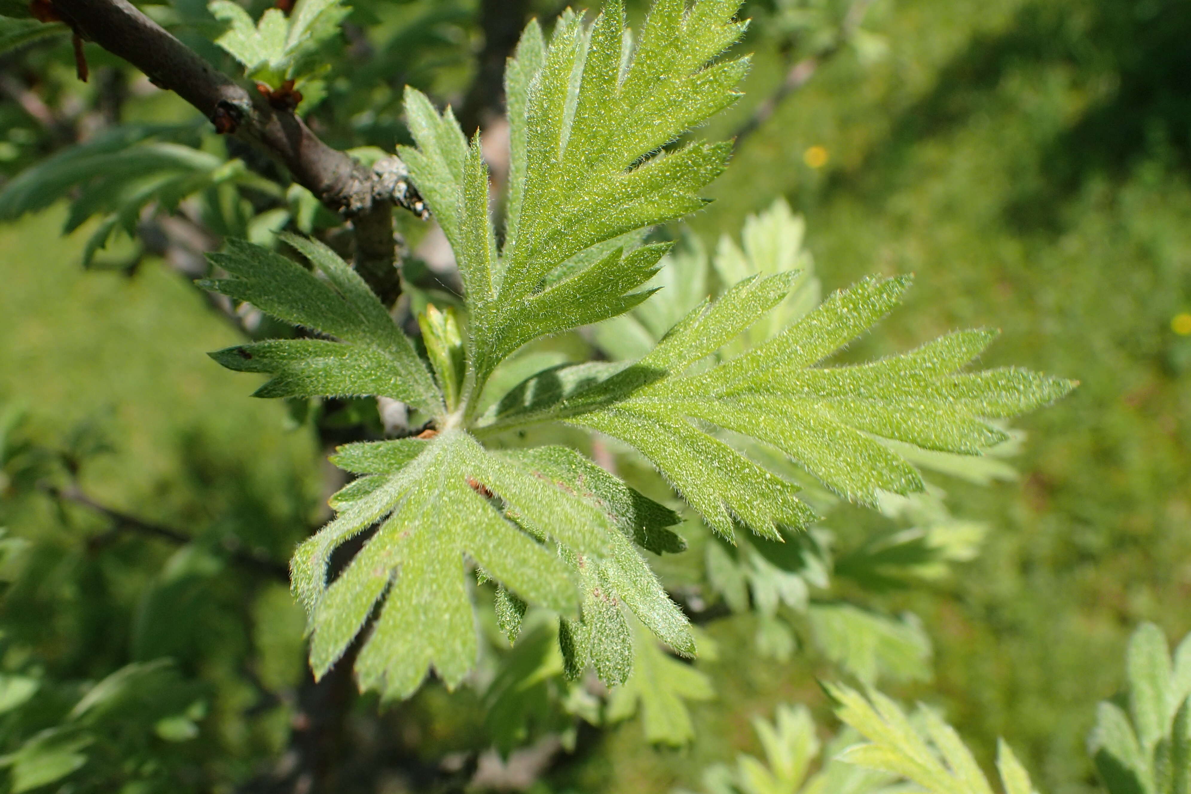 Image of Crataegus orientalis Pall. ex Bieb.