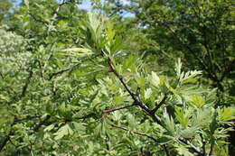 Imagem de Crataegus orientalis Pall. ex Bieb.