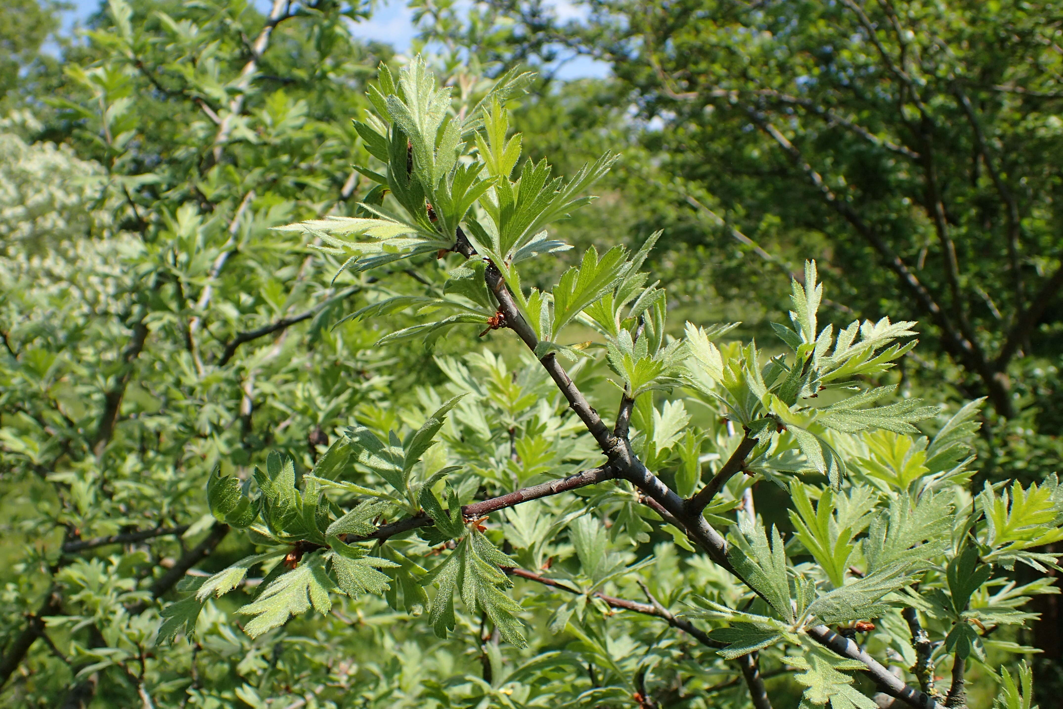 Image of Crataegus orientalis Pall. ex Bieb.