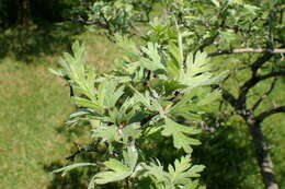 Image of Crataegus orientalis Pall. ex Bieb.