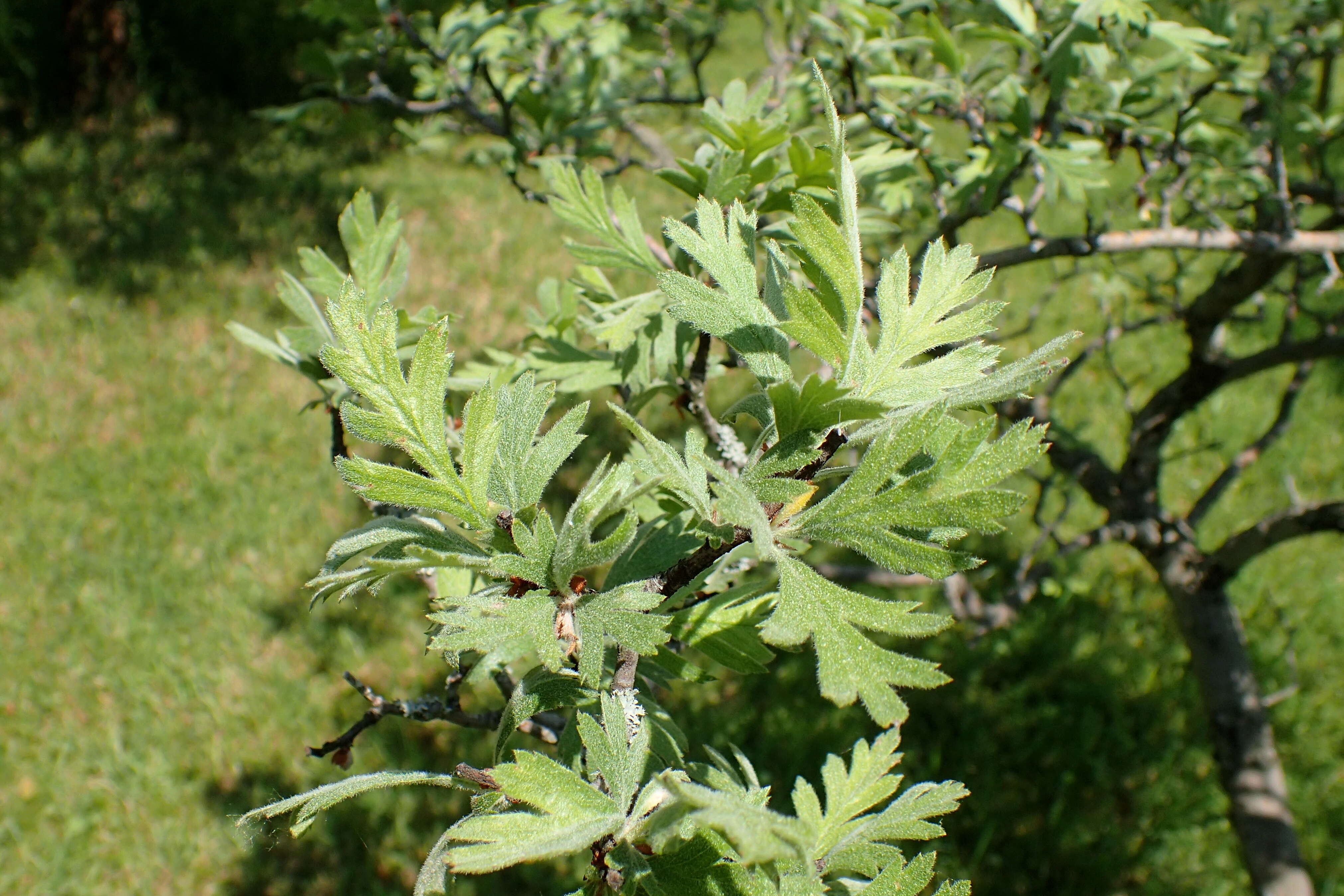 Imagem de Crataegus orientalis Pall. ex Bieb.