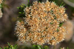 Plancia ëd Cassinia aculeata (Labill.) R. Br.