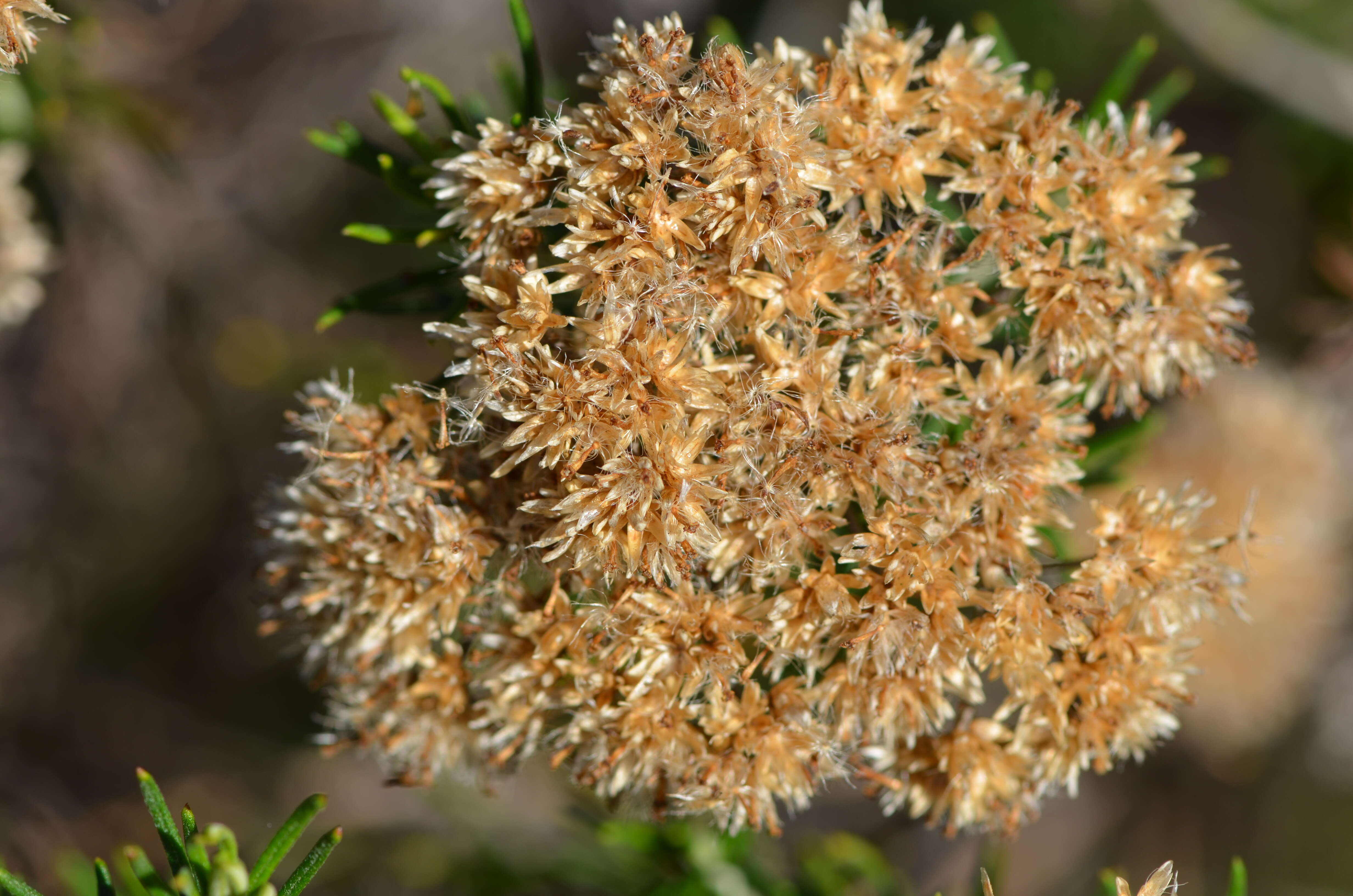 Plancia ëd Cassinia aculeata (Labill.) R. Br.