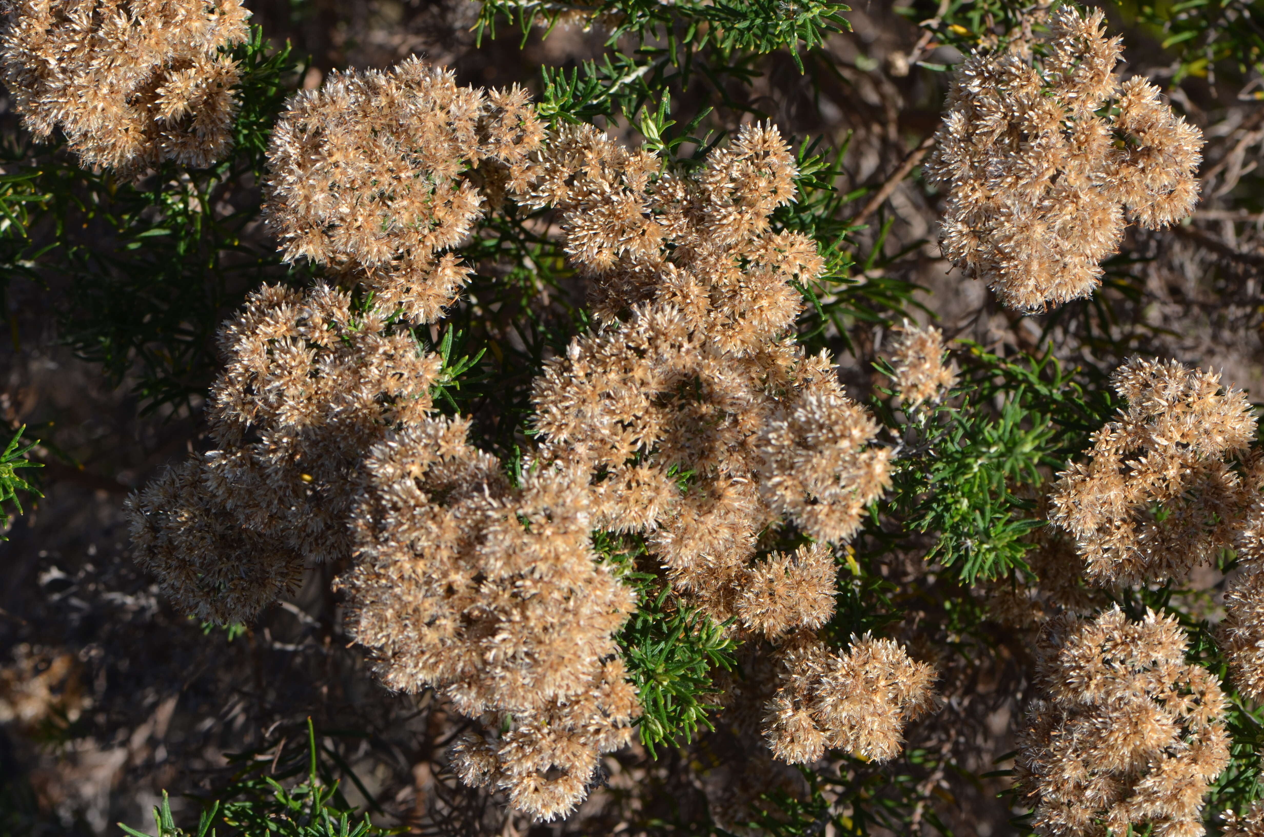 Plancia ëd Cassinia aculeata (Labill.) R. Br.