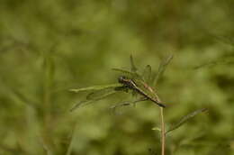 Image of blue marsh hawk