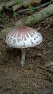 Leucoagaricus rubrotinctus (Peck) Singer 1948 resmi