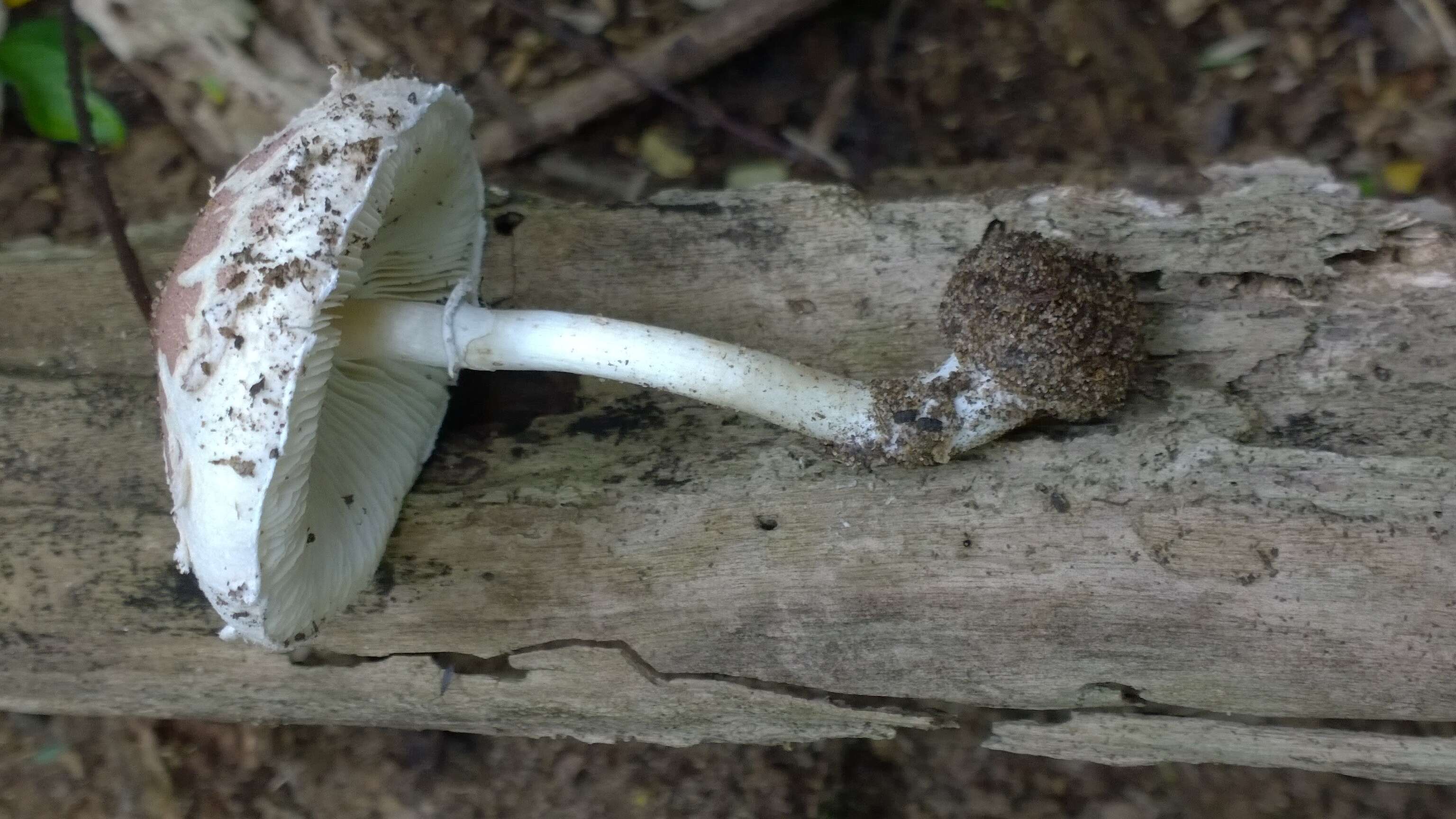 Leucoagaricus rubrotinctus (Peck) Singer 1948 resmi