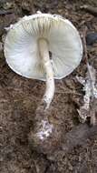 Leucoagaricus rubrotinctus (Peck) Singer 1948 resmi