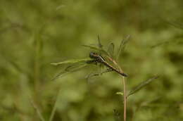 Image of blue marsh hawk