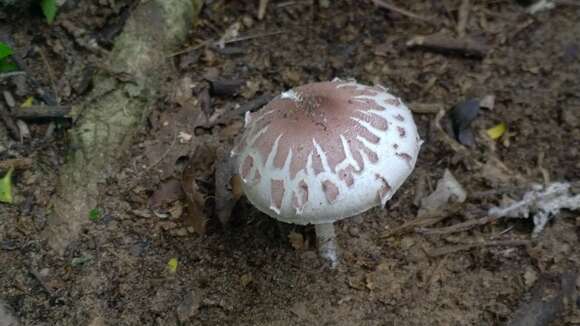 Leucoagaricus rubrotinctus (Peck) Singer 1948 resmi