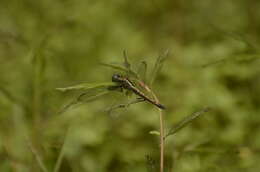 Image of blue marsh hawk