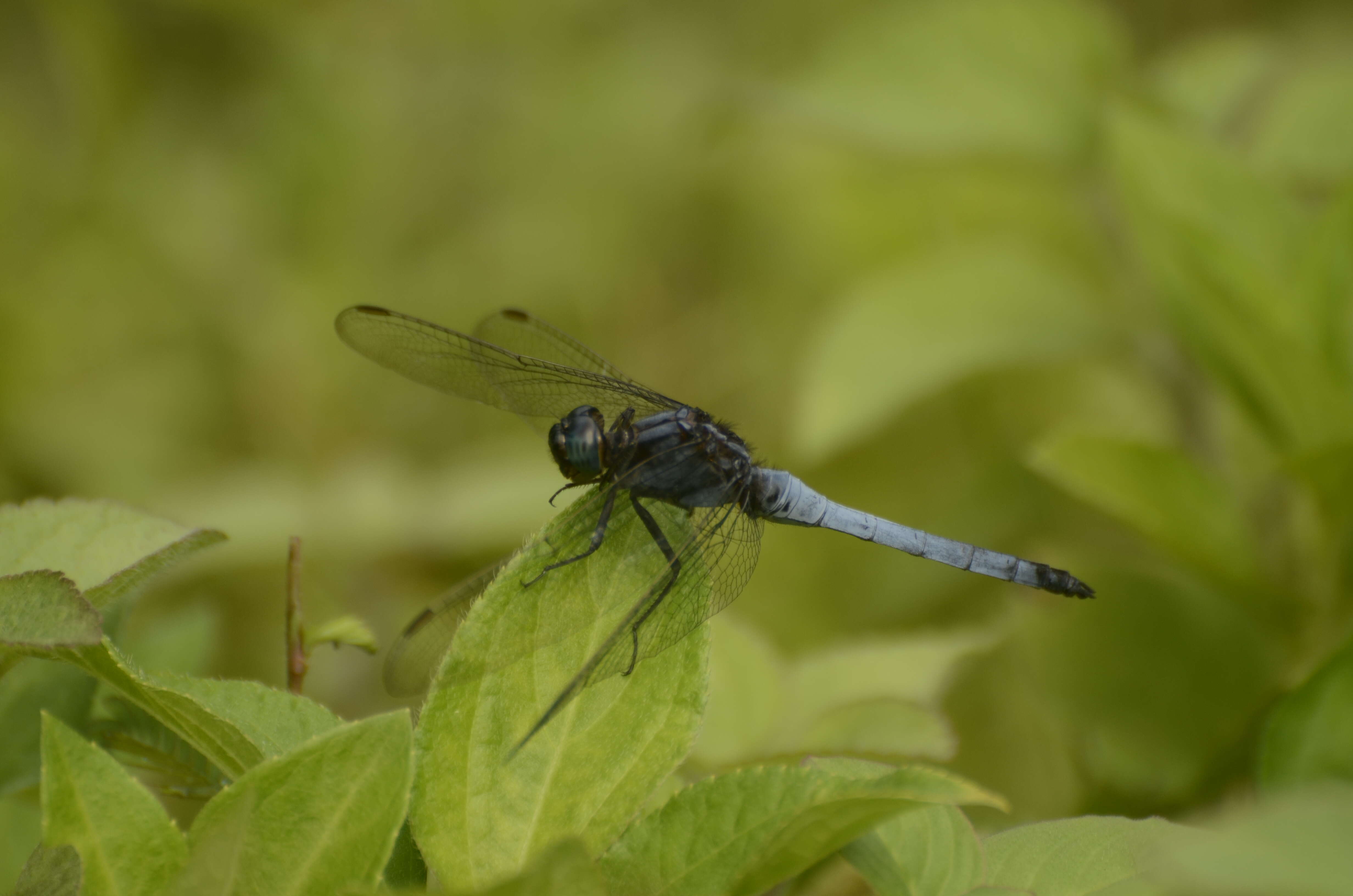 Image of blue marsh hawk