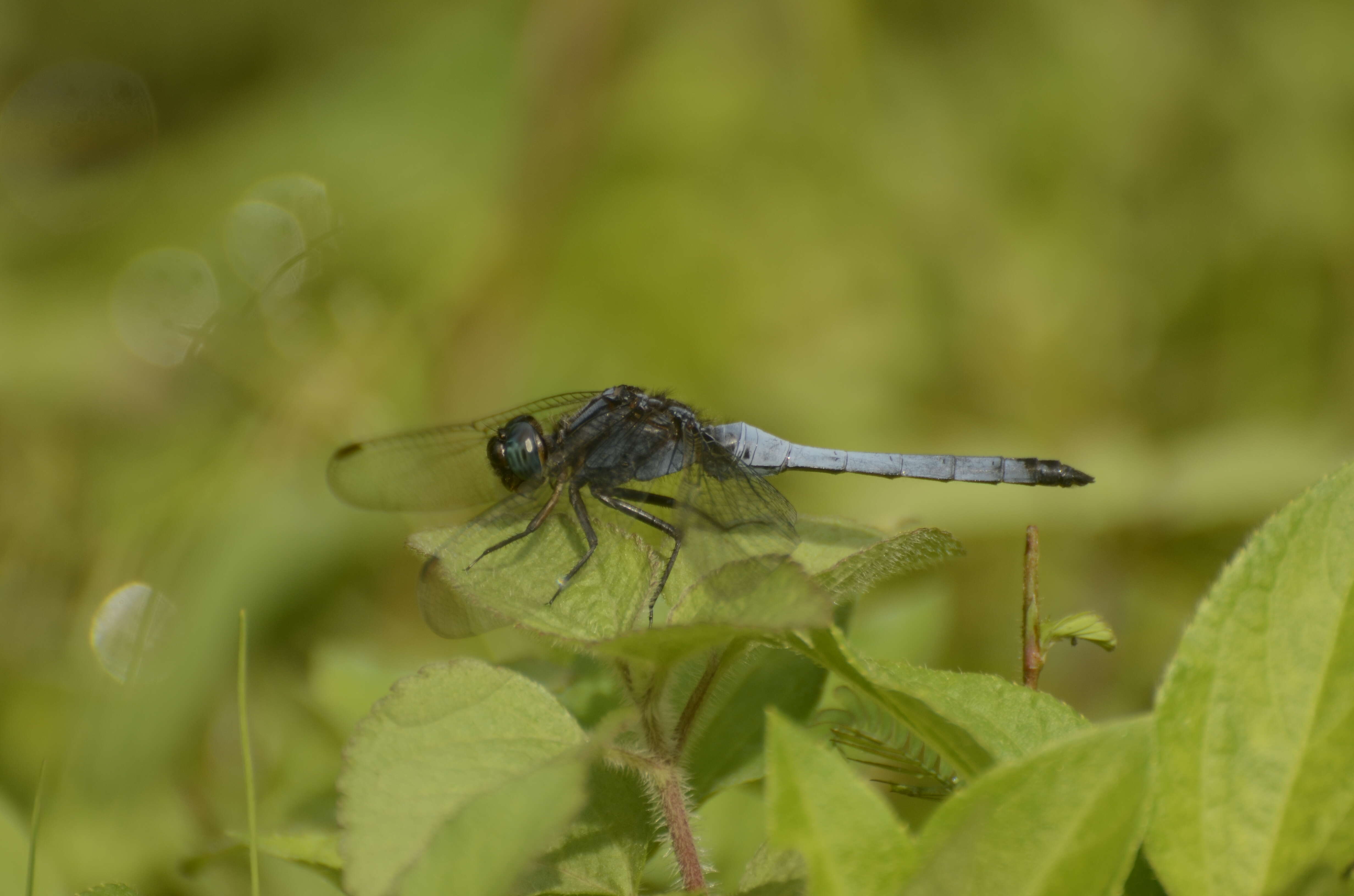 Image of blue marsh hawk