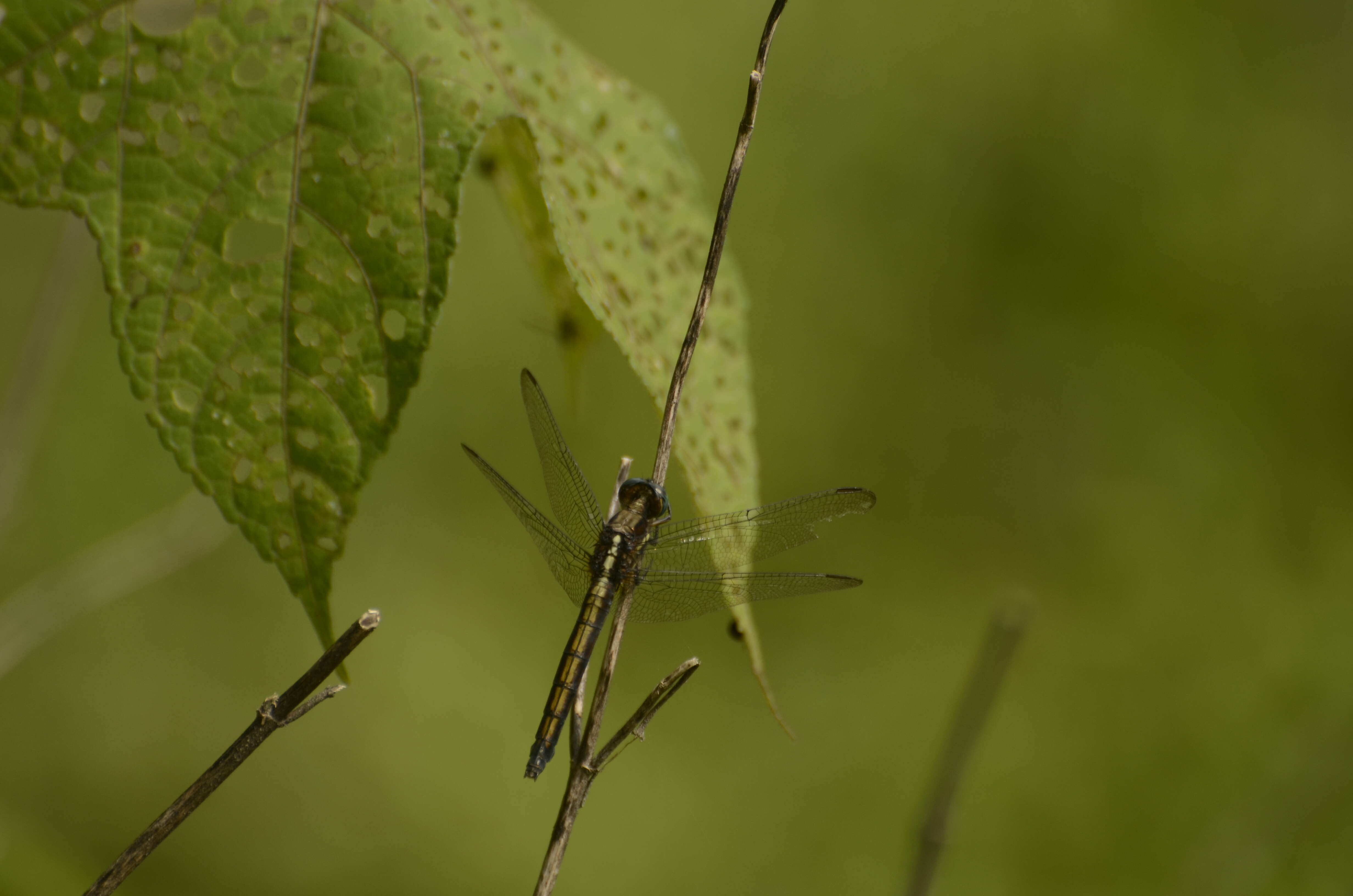 Image of blue marsh hawk