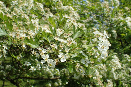 Image of Crataegus songarica C. Koch