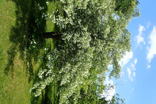 Image of Crataegus songarica C. Koch