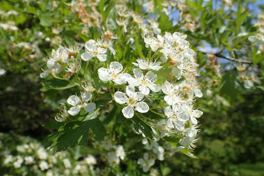 Image of Crataegus songarica C. Koch