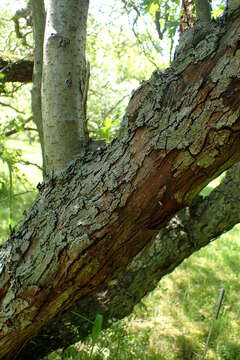 Imagem de Crataegus songarica C. Koch