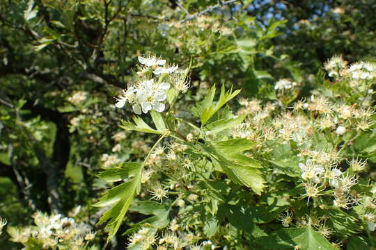 Imagem de Crataegus songarica C. Koch